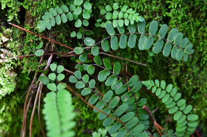 Asplenium olivaceum photo 3