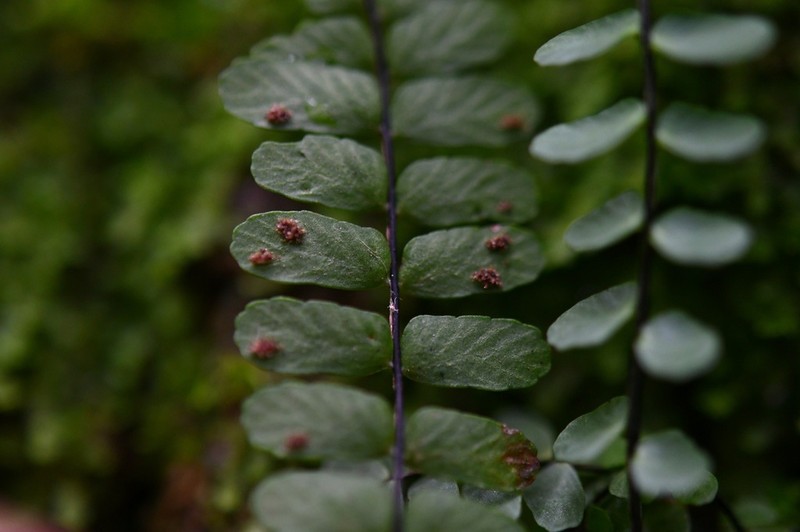 Asplenium olivaceum photo 4