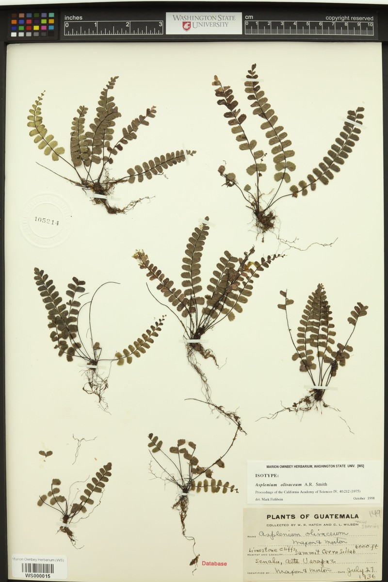 Asplenium olivaceum
