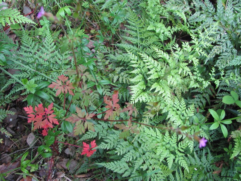 Asplenium onopteris photo 3