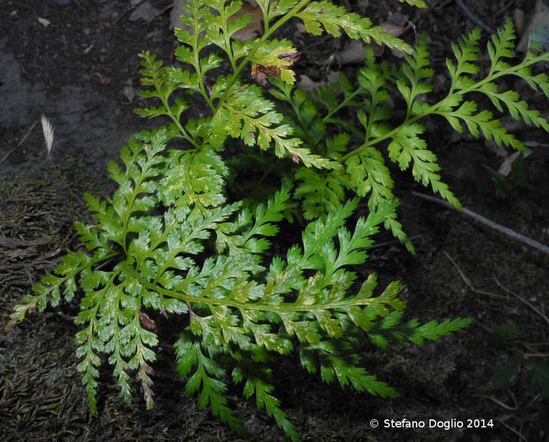 Asplenium onopteris photo 4