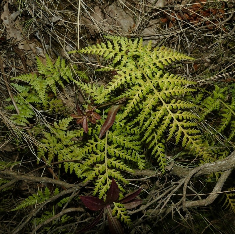 Asplenium onopteris photo 5
