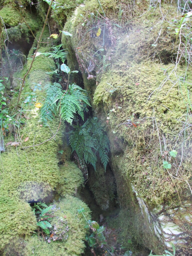 Asplenium onopteris photo 6