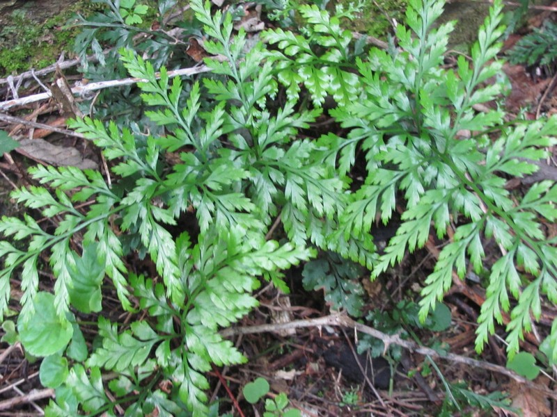 Asplenium onopteris photo 7