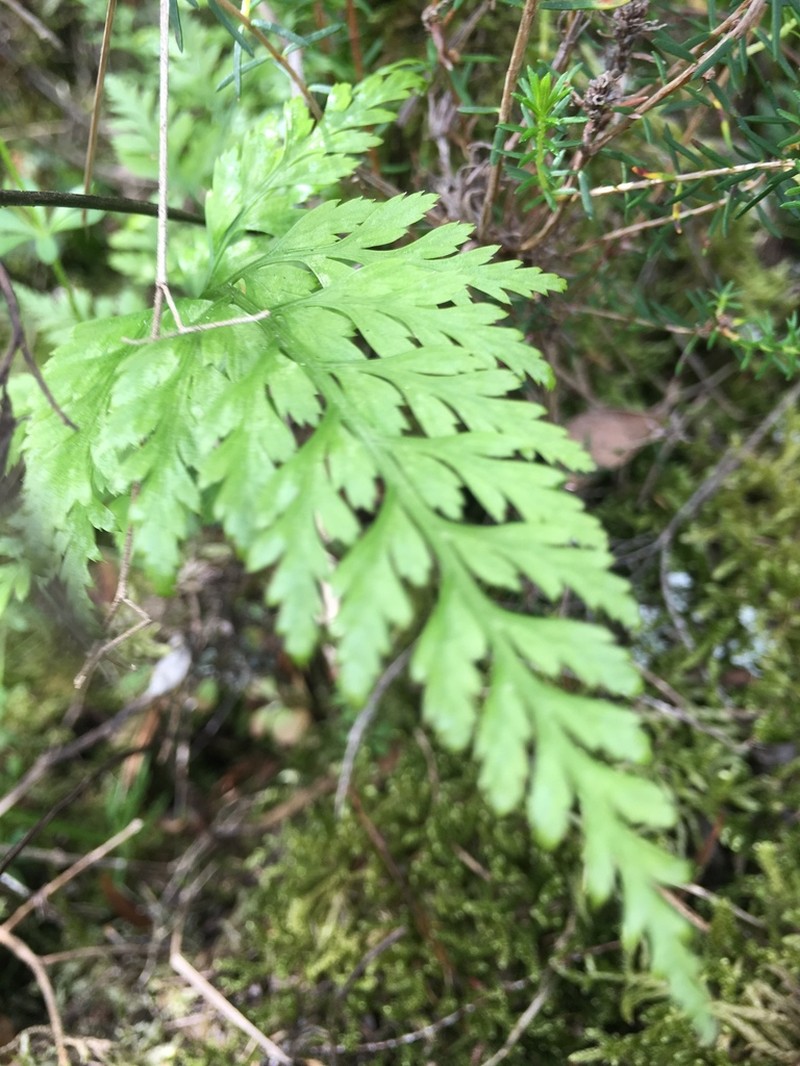 Asplenium onopteris photo 2