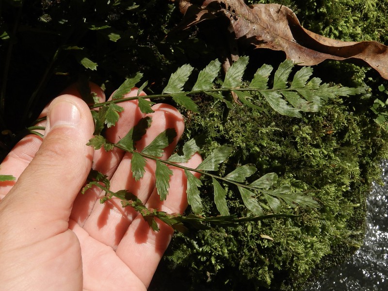 Asplenium otites