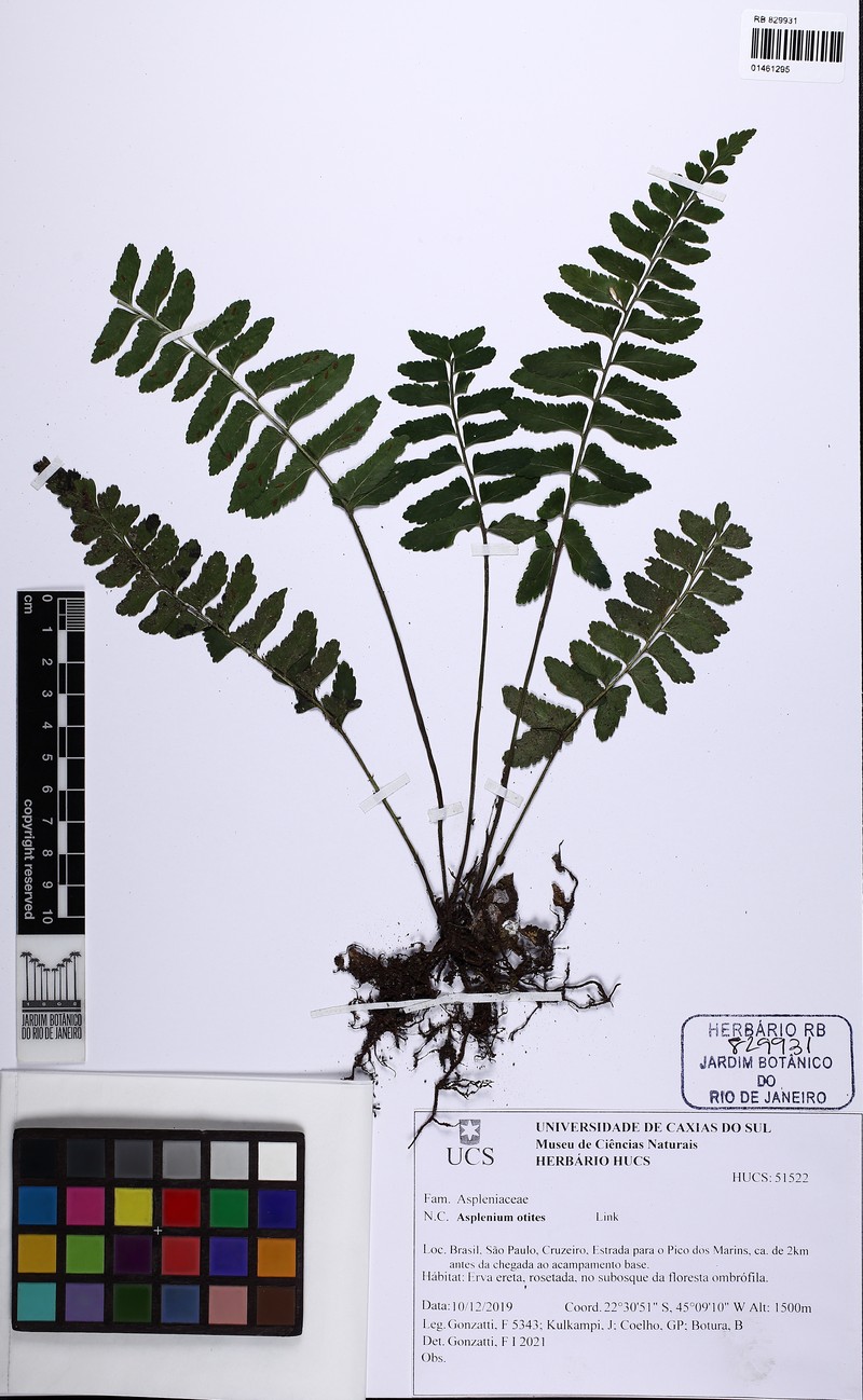 Asplenium otites photo 2