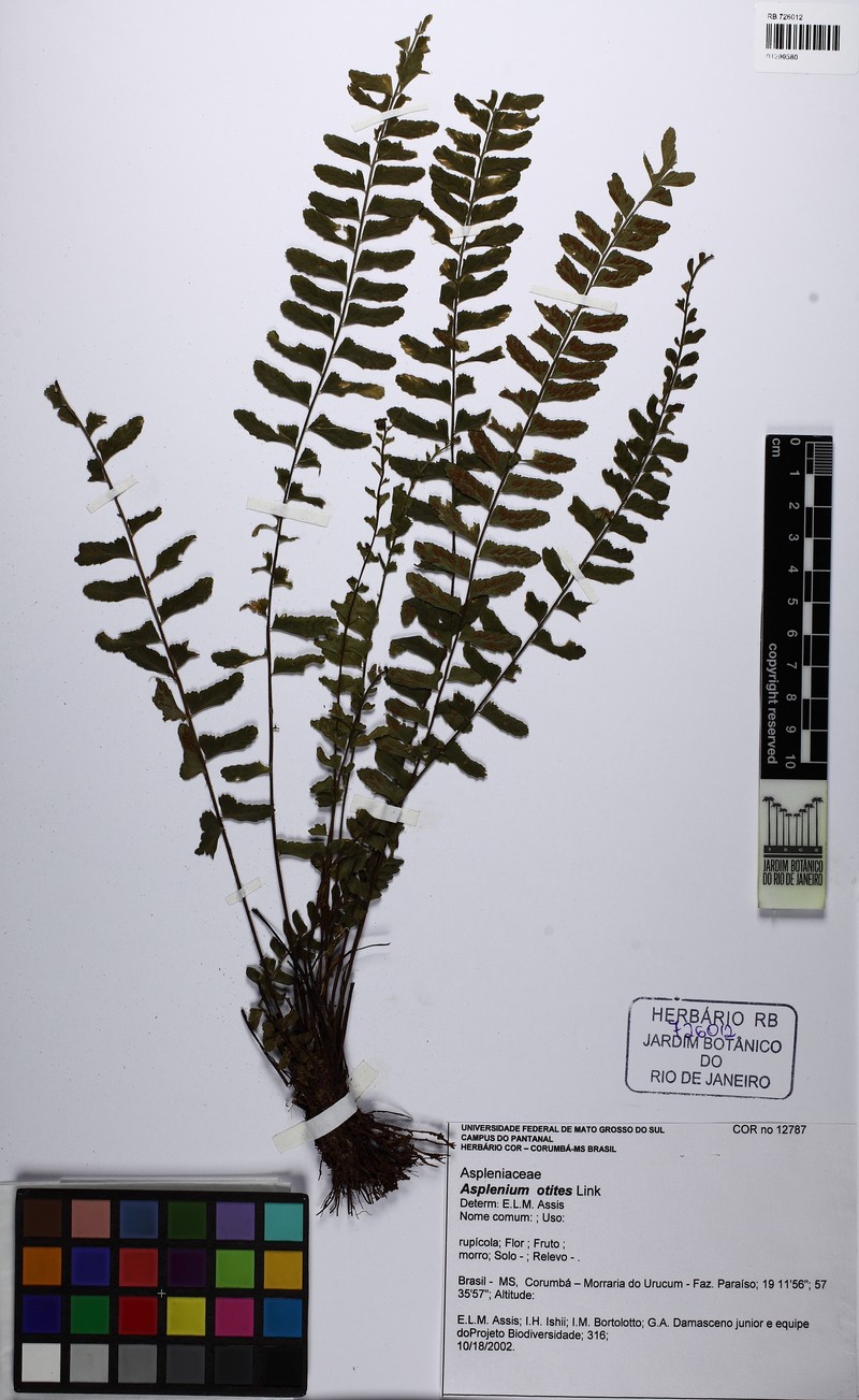 Asplenium otites photo 3