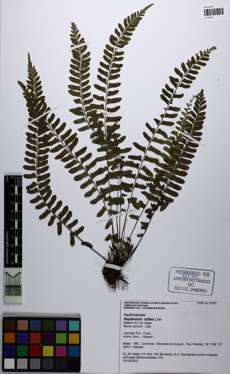 Asplenium otites photo 4