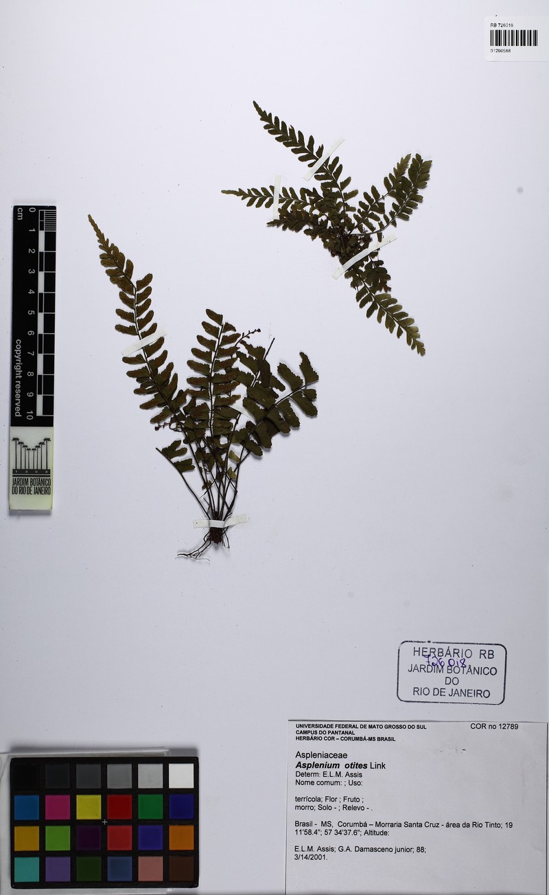 Asplenium otites photo 5