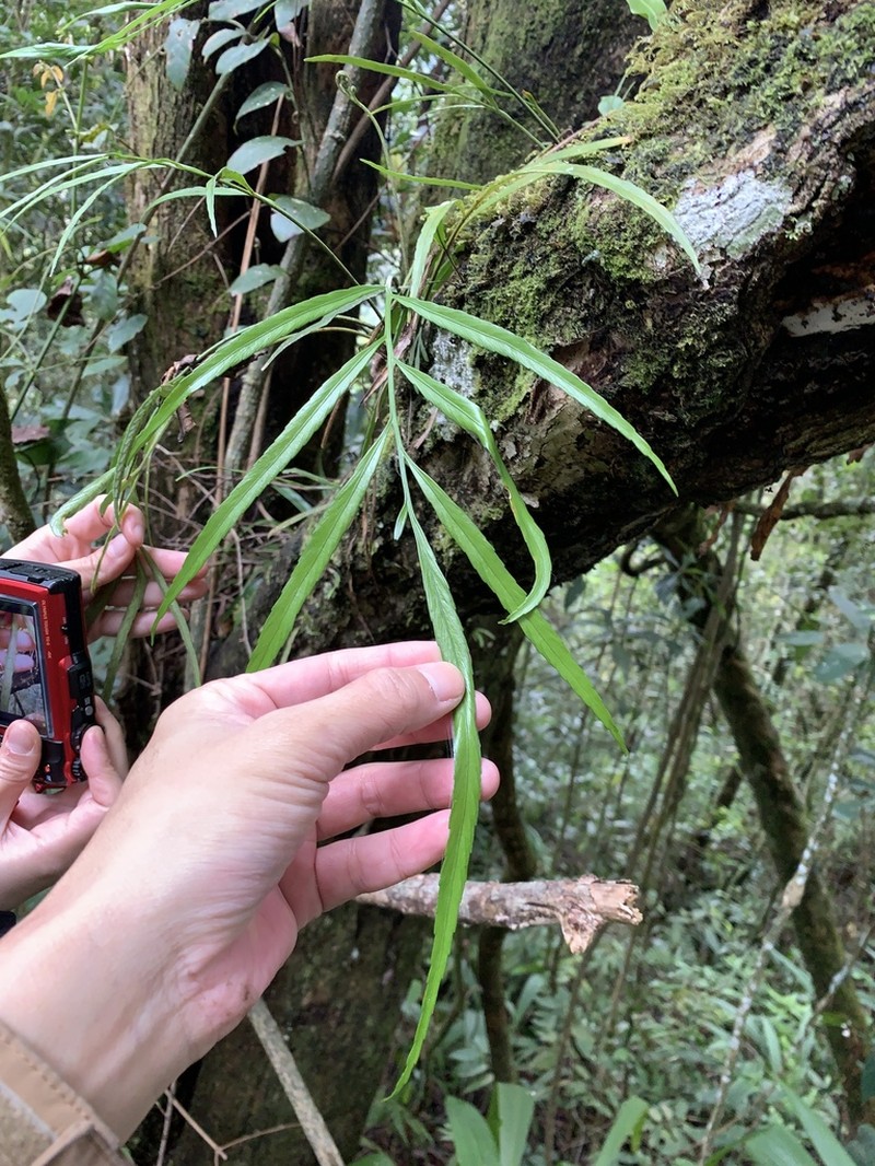 Asplenium pachychlamys photo 2