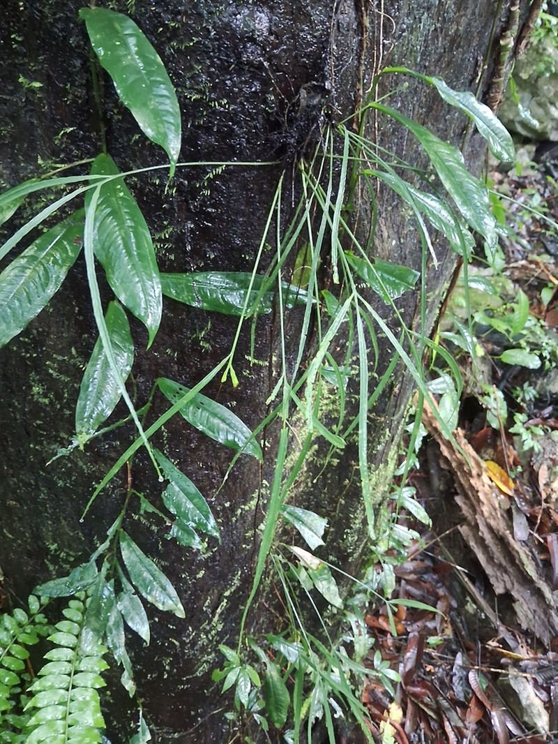 Asplenium pachychlamys photo 3