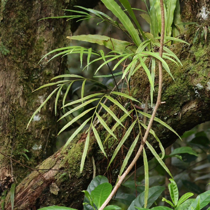 Asplenium pachychlamys photo 5