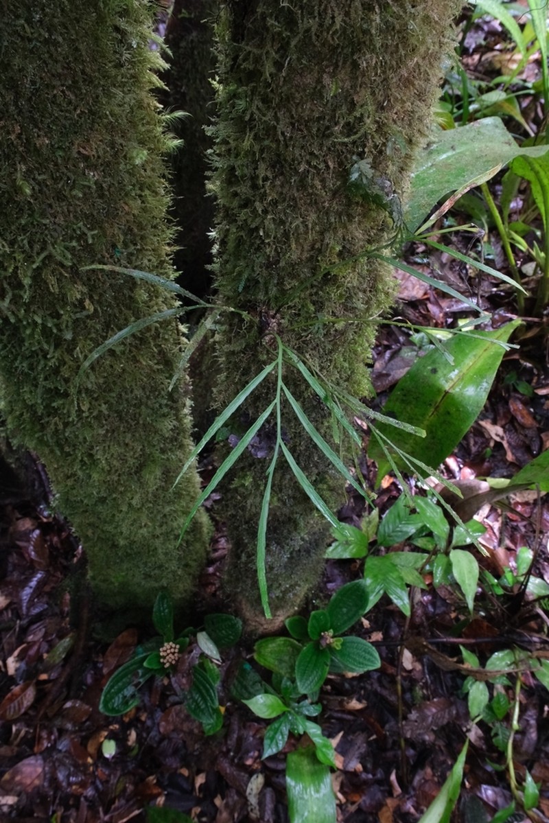 Asplenium pachychlamys photo 6