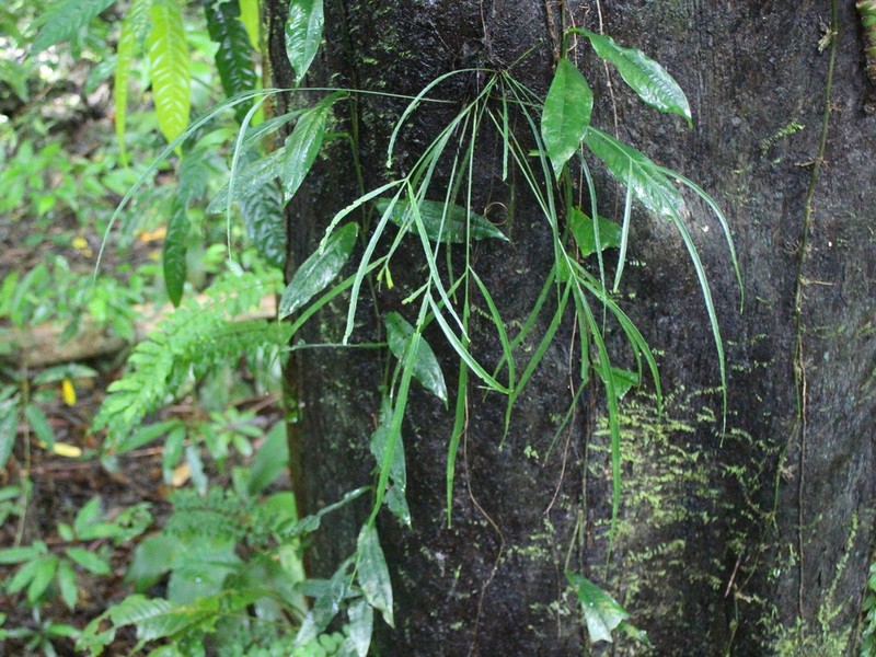 Asplenium pachychlamys photo 7