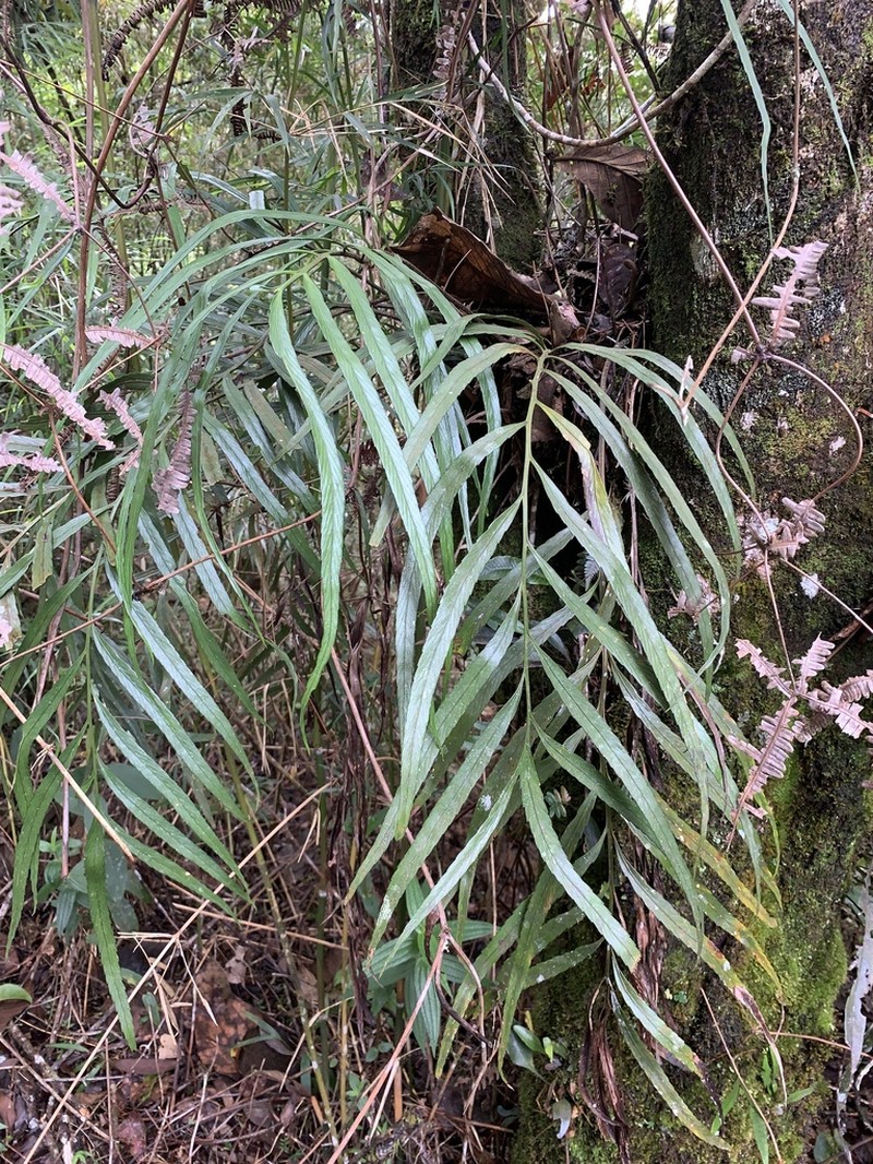 Asplenium pachychlamys photo 8