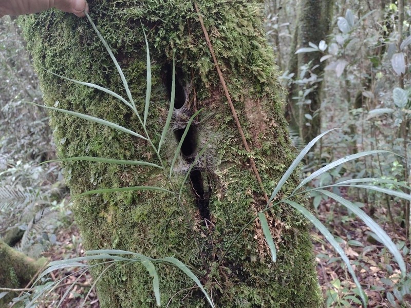 Asplenium pachychlamys