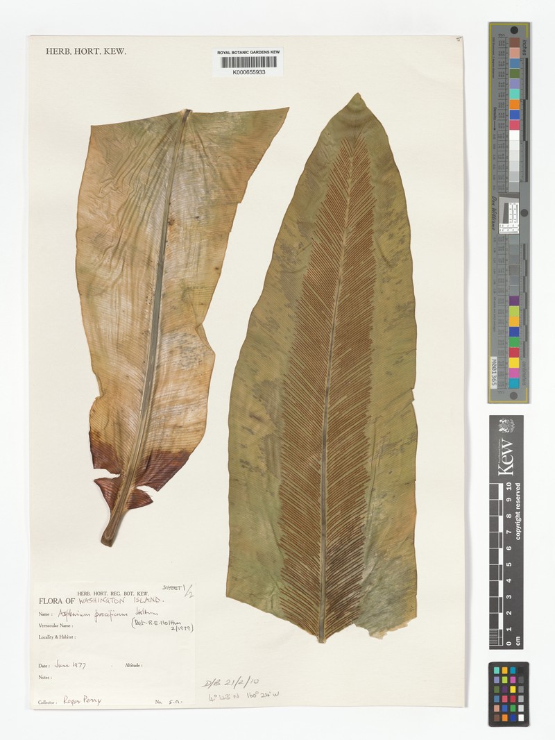 Asplenium pacificum