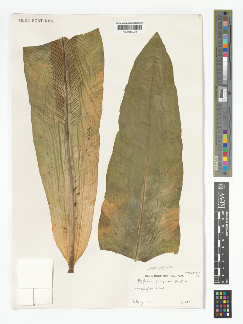 Asplenium pacificum photo 2
