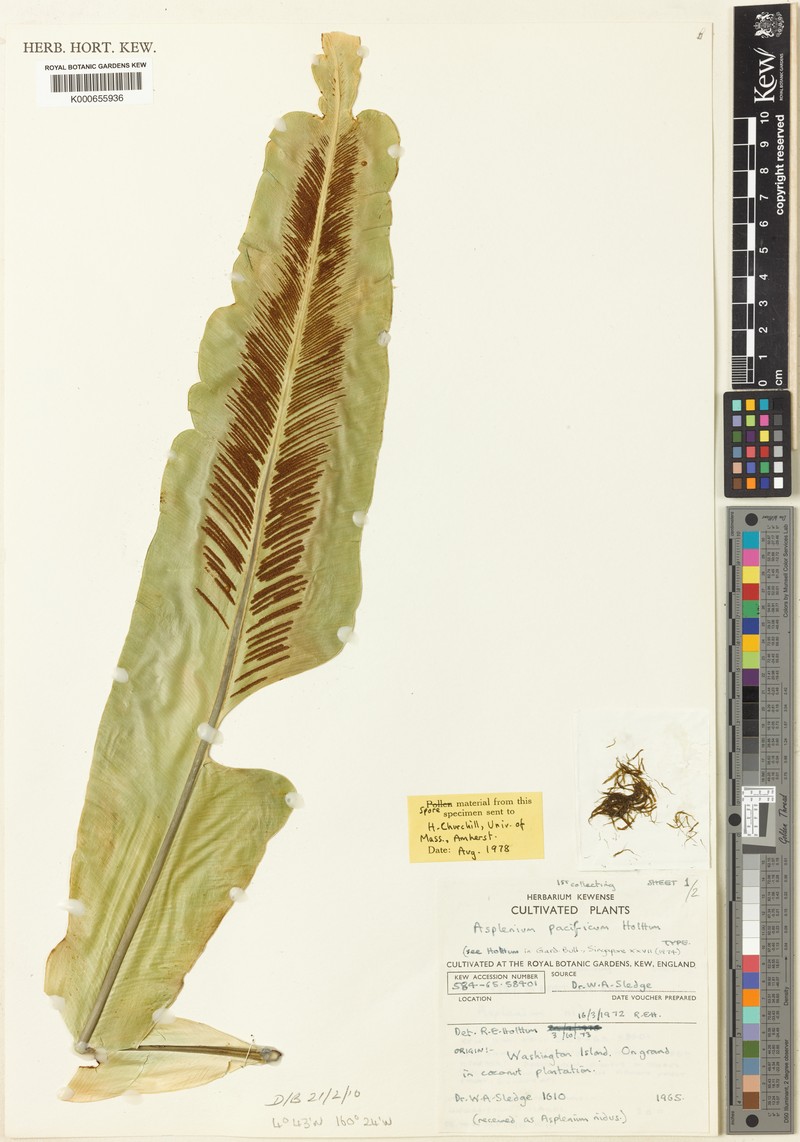 Asplenium pacificum photo 4