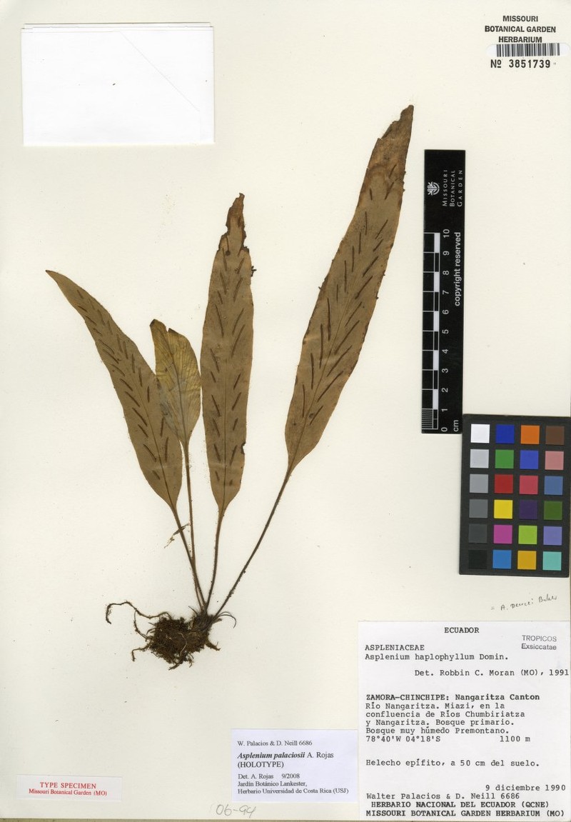 Asplenium palaciosii