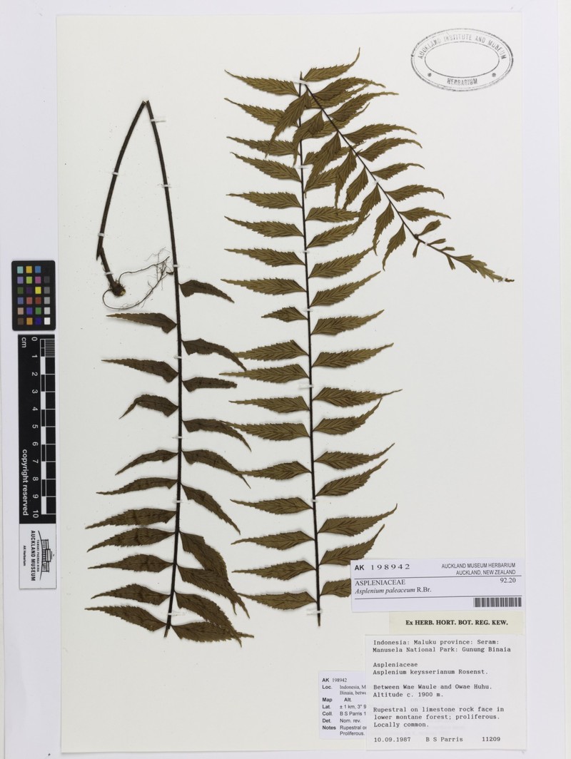 Asplenium paleaceum