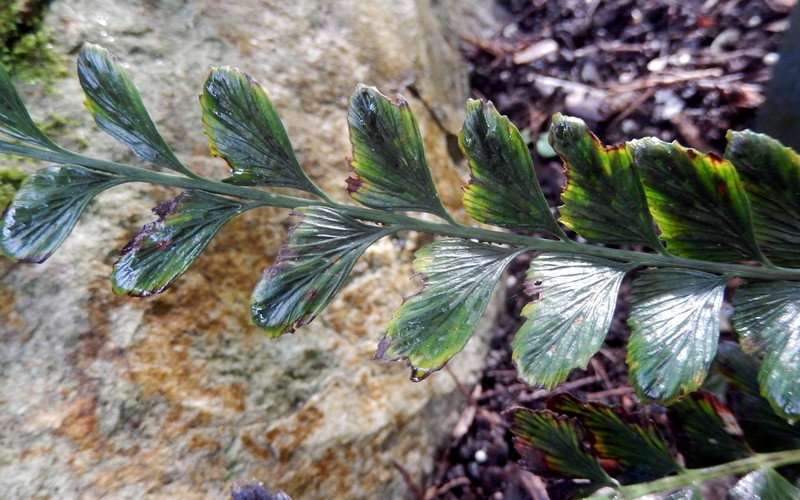 Asplenium paleaceum photo 4