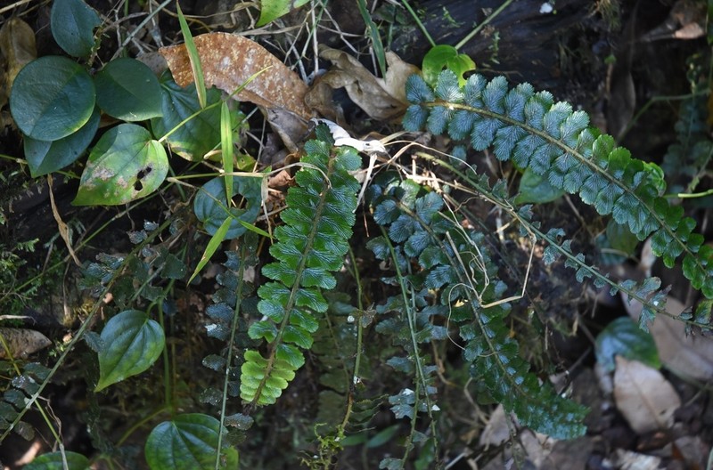 Asplenium paleaceum photo 5