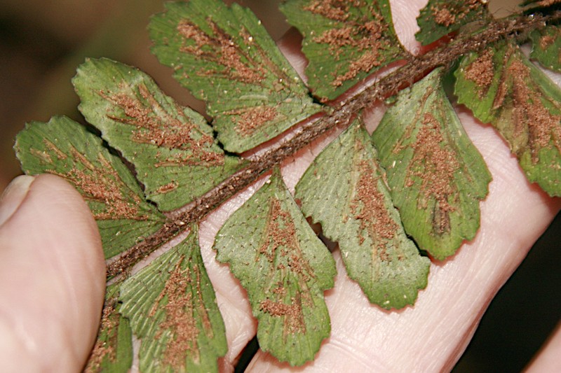 Asplenium paleaceum photo 6