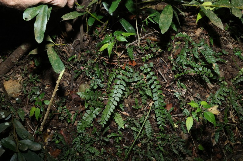 Asplenium paleaceum photo 7