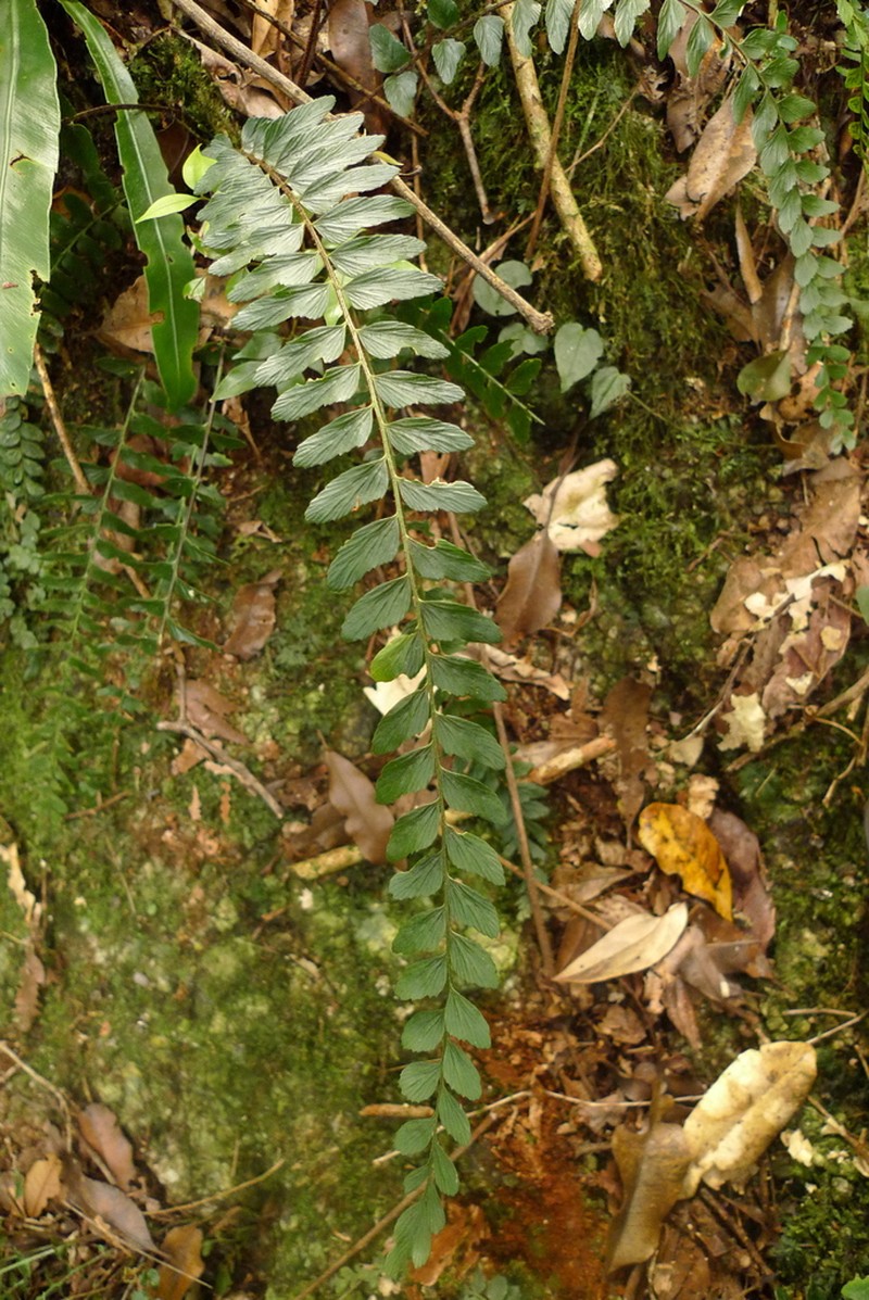 Asplenium paleaceum photo 3