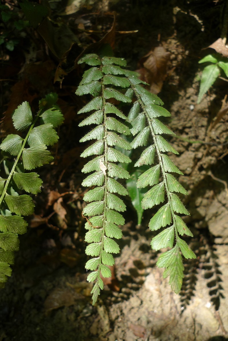 Asplenium paleaceum photo 4
