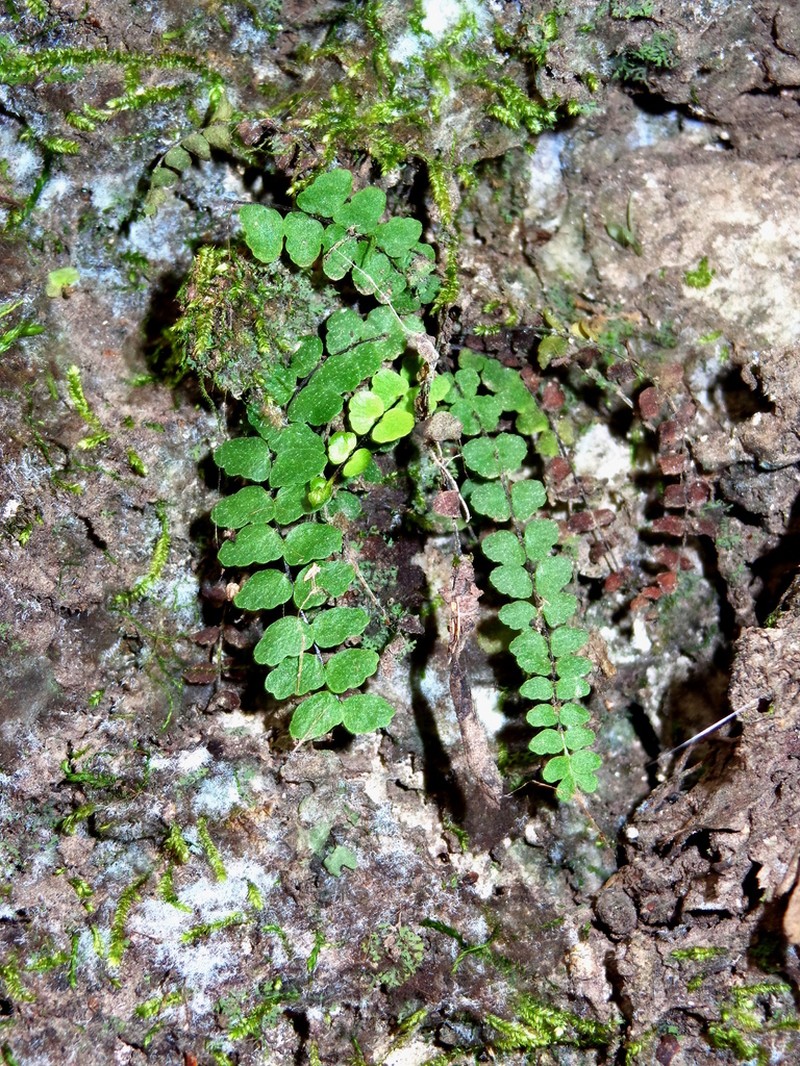 Palmer's Spleenwort