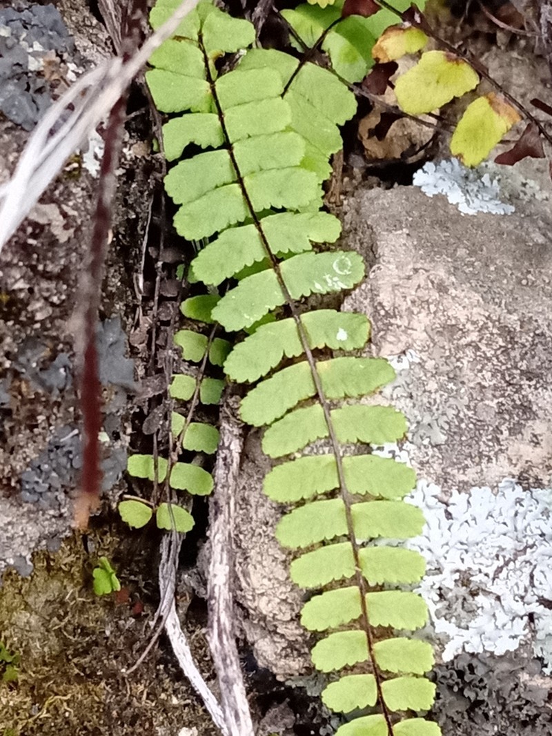 Palmer's Spleenwort photo 2