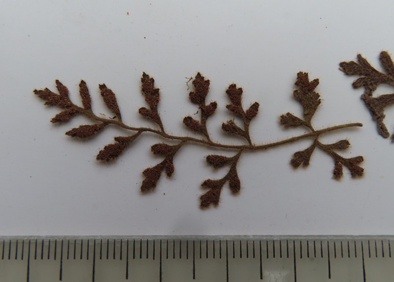 Asplenium papaverifolium photo 2