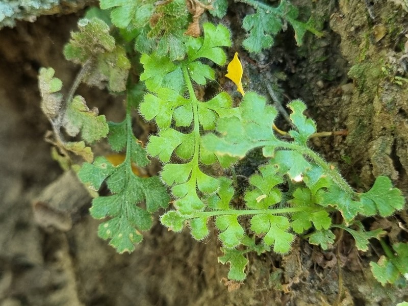 Asplenium papaverifolium photo 3