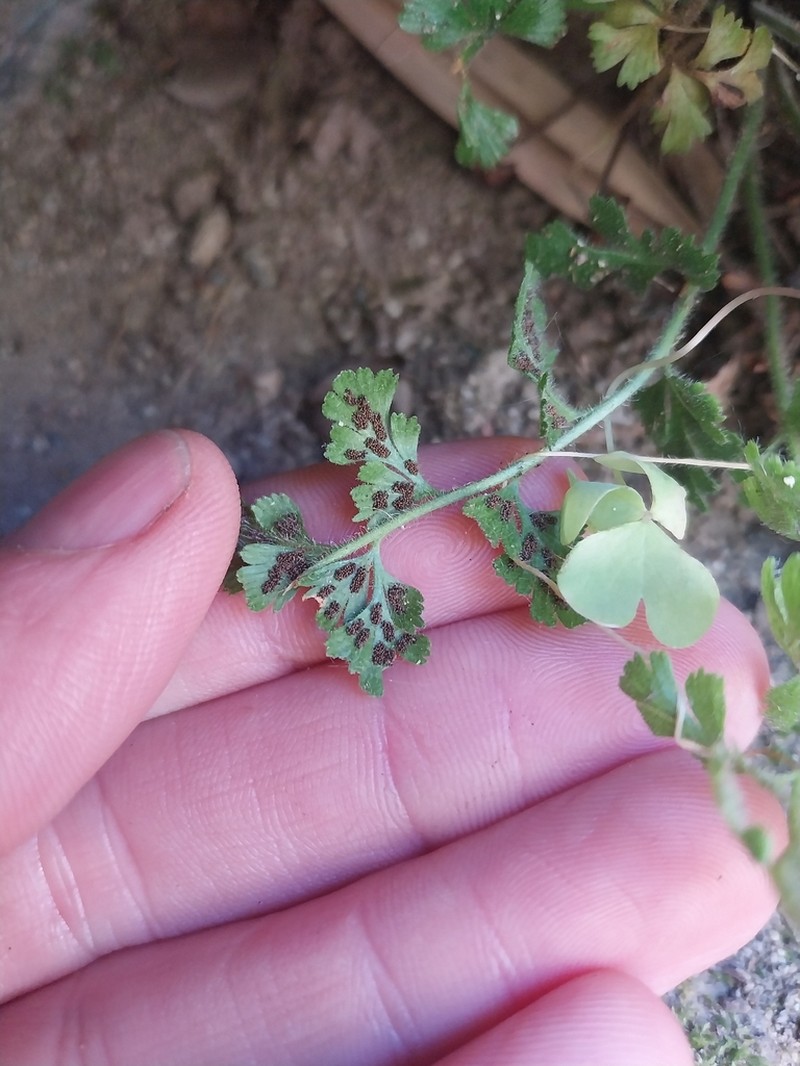 Asplenium papaverifolium photo 4