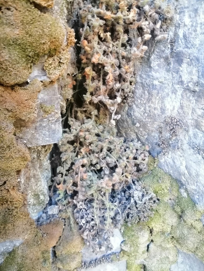 Asplenium papaverifolium photo 5