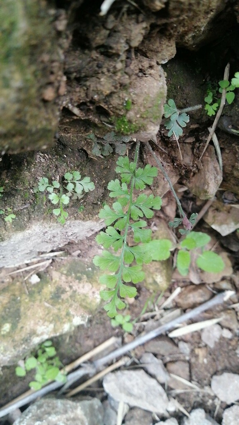 Asplenium papaverifolium photo 6