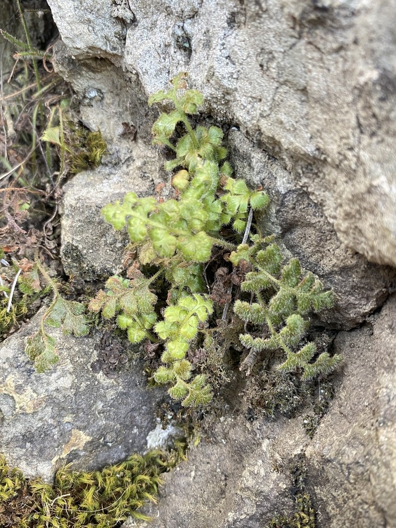 Asplenium papaverifolium photo 7