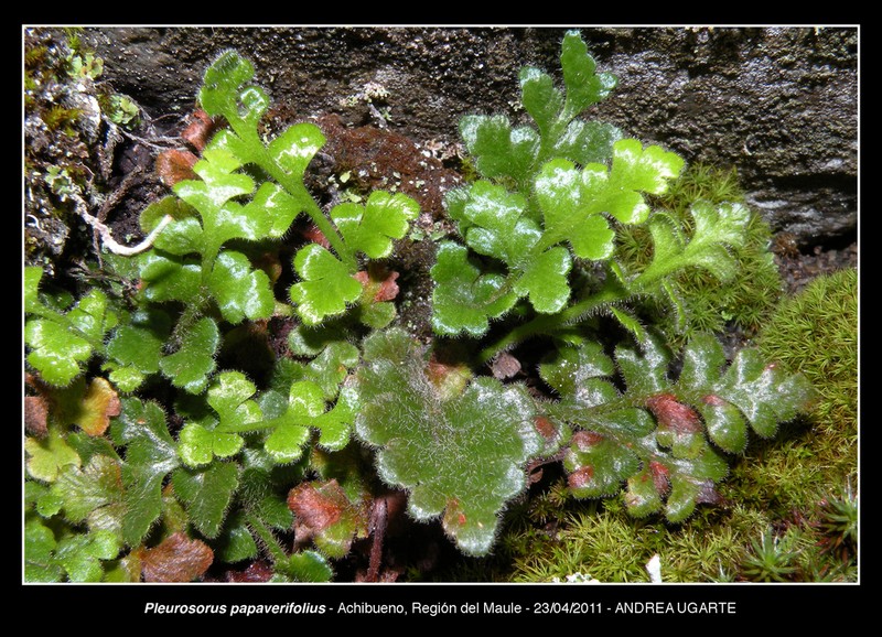 Asplenium papaverifolium photo 8