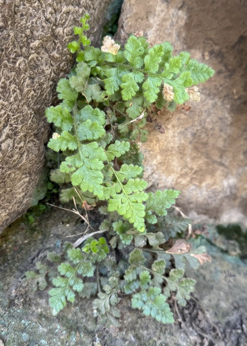 Asplenium papaverifolium