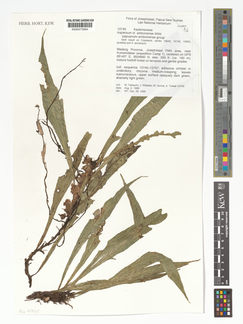 Asplenium papuanum