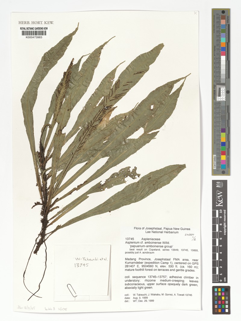 Asplenium papuanum photo 2