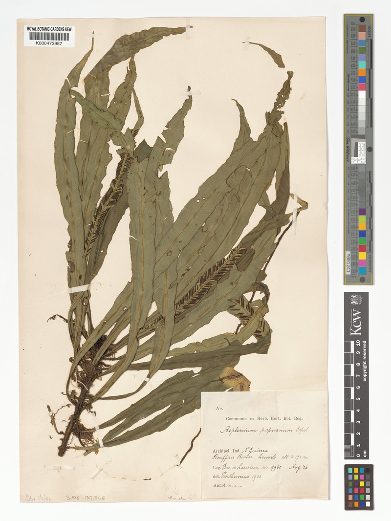 Asplenium papuanum photo 3