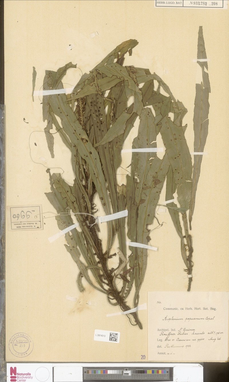 Asplenium papuanum photo 4