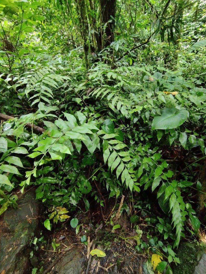 Asplenium paradoxum photo 3