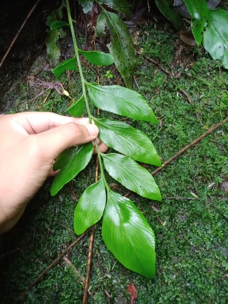 Asplenium paradoxum photo 4