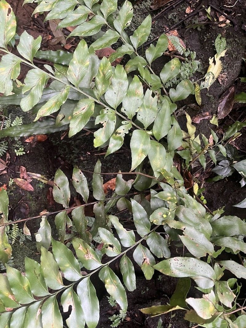 Asplenium paradoxum