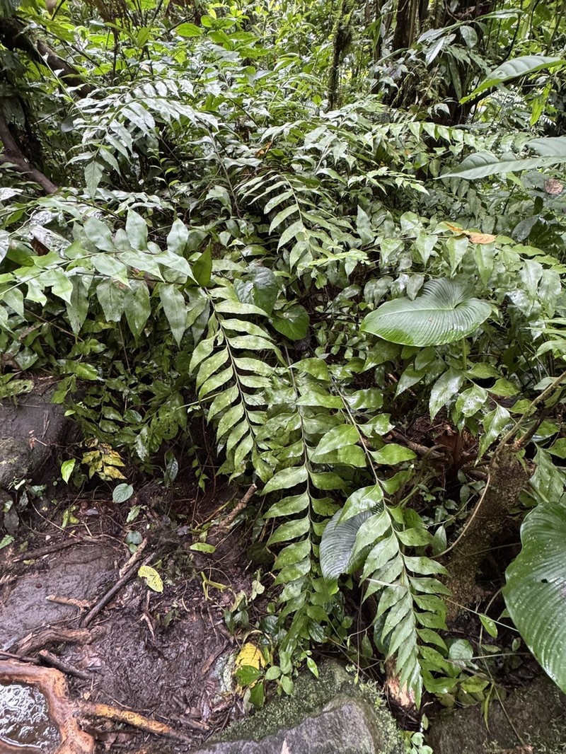 Asplenium paradoxum photo 2